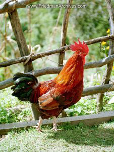 hen,rooster,chicken,field,fence,nepal,