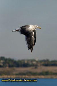 birds,flight,follow,focus,flying,bird,