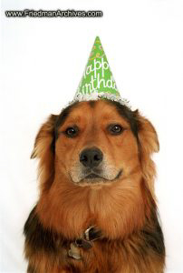 bored,dog,party,hat,enthusiasm,meh,unhappy,