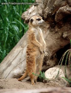 meerkat,standing,