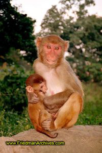 monkey,temple,primate,challenge,eye contact,