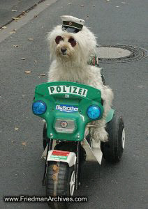 dog,police,sunglasses,hat,motorized,bike,motorcycle,RC,polizei,