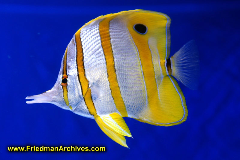 fish,tank,blue,water,yellow,white,pet,hobby,ocean